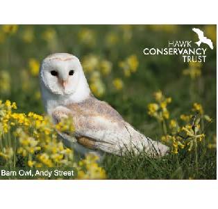 Magnet -  Barn Owl - Yellow Meadow
